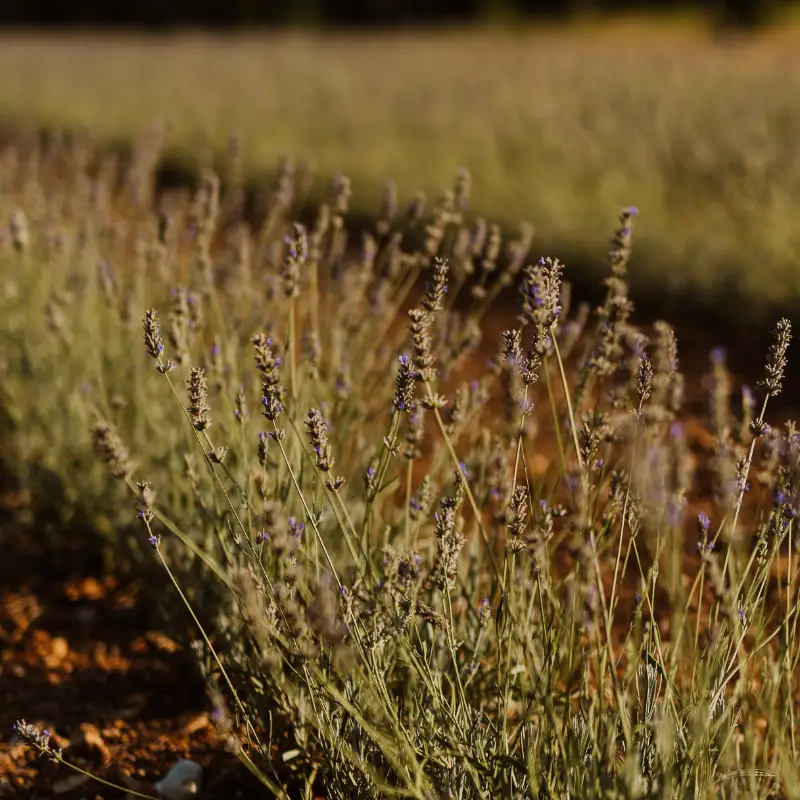 Lavender field