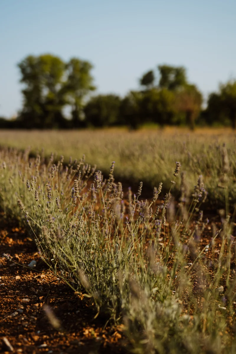 Lavender field