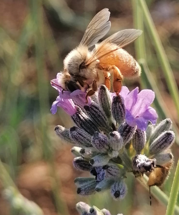 Flora lavanda natura