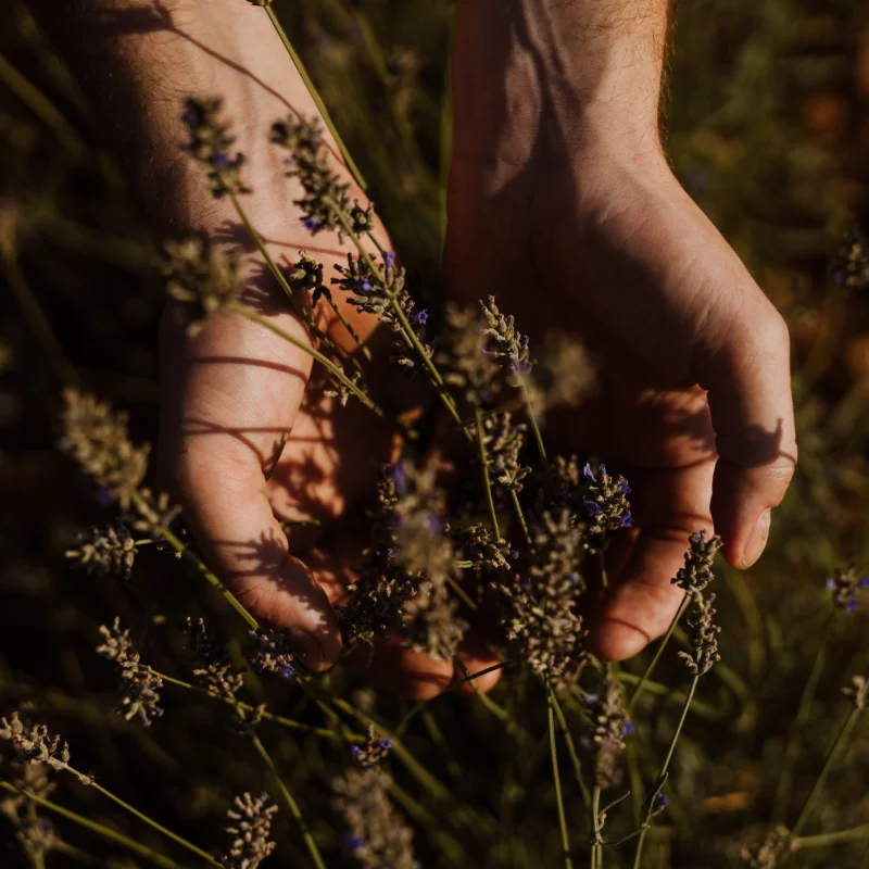 Lavender hands